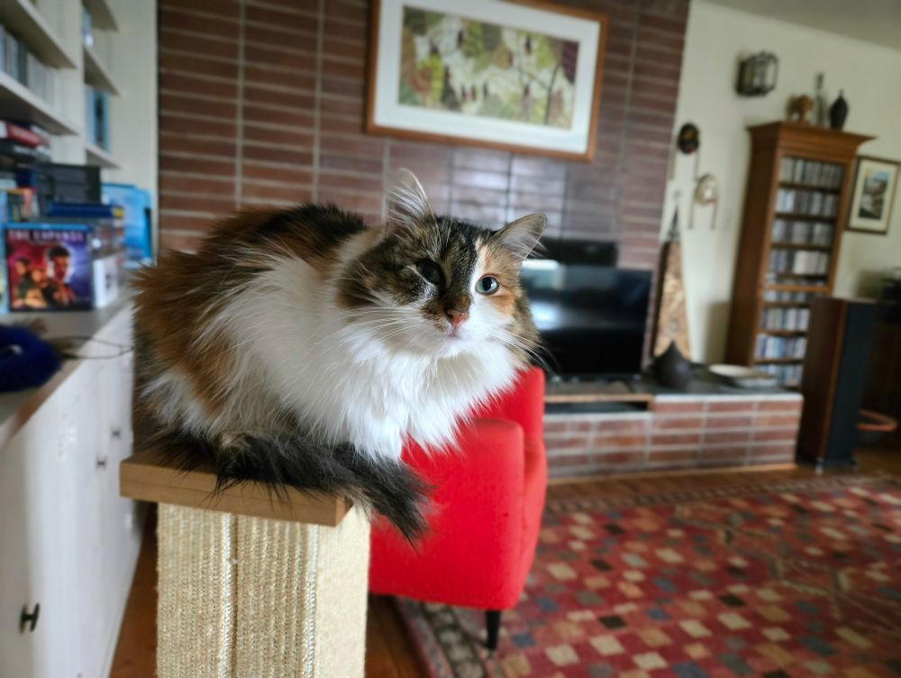 SanFran, a longhair calico cat, sits on top of a scratching post, starting pointedly and imploringly at her human, who is too dumb to give her all the Treats. 