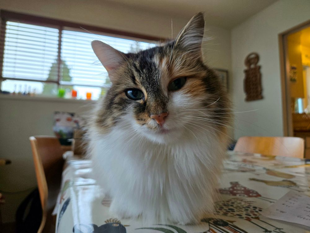 SanFran, a longhair calico cat, sits on a table staring pointedly at the camera. 
