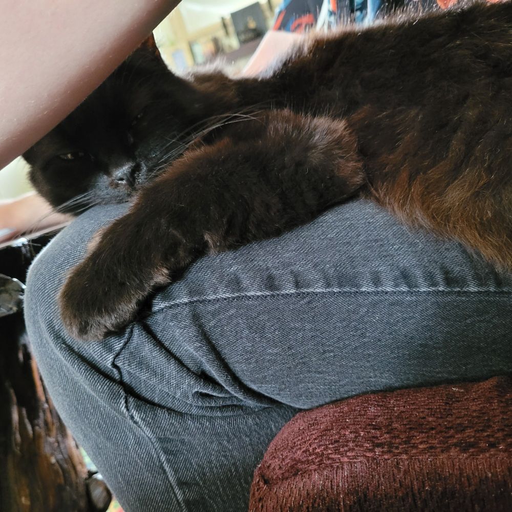 Aforementioned kitty, awkwardly monorailing his leg, making arm placement awkward