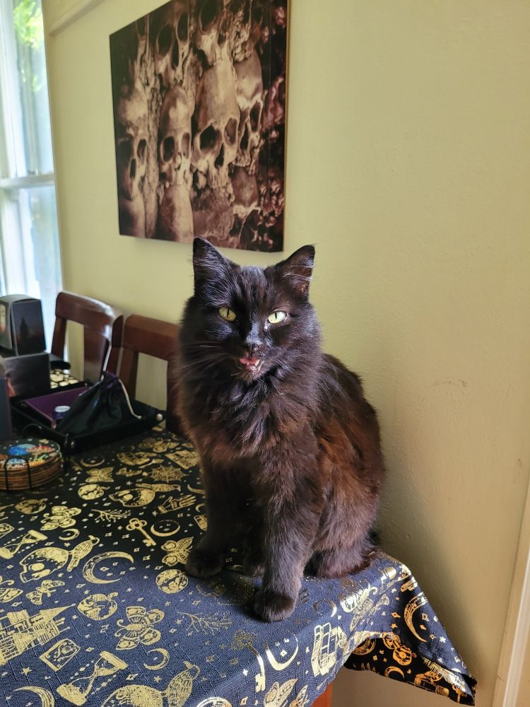 Same Kitty, meowing