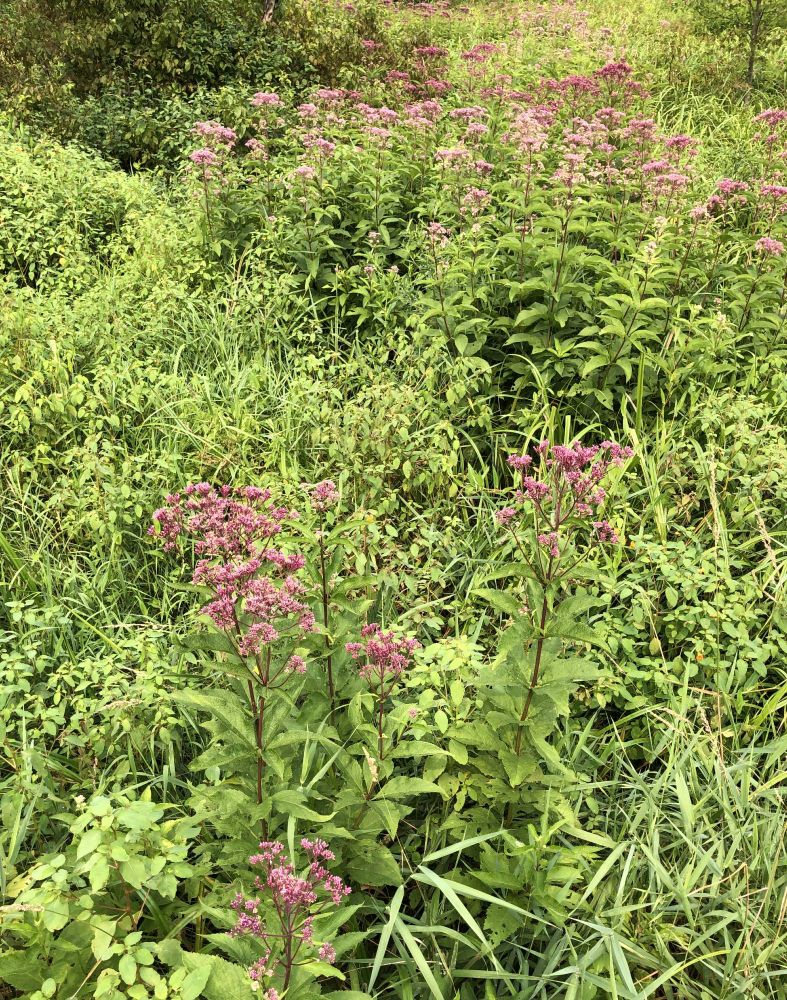 Close up of some stalks of Joe Pye weed in bloom.