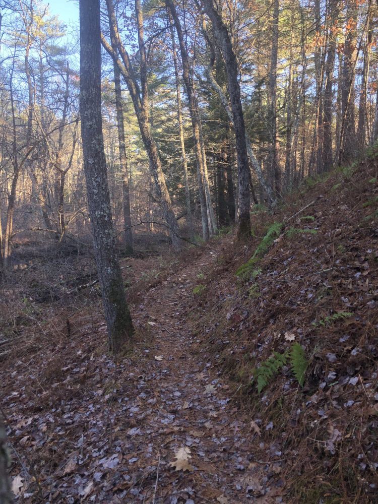 Autumn woodland scene in late afternoon sunlight: a narrow trails curls between trees and up a wooded bank
