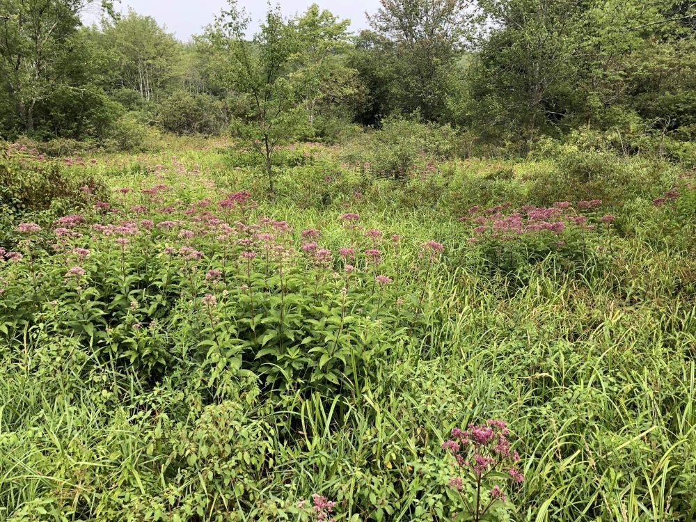 view across an open patch of wetland in late summer, with trees beyond. In the mid-distance and foreground, among reeds, grass, and other weeds, are clumps of large-leafed and purple-flower-crowned Joy Pye weed.