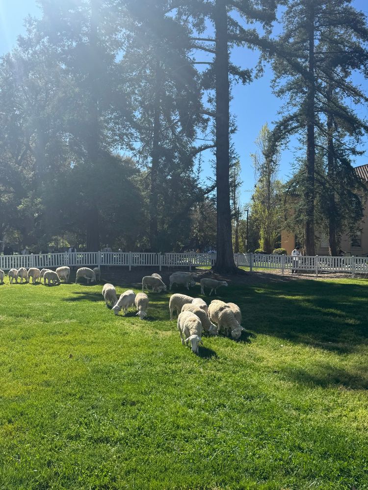 A flock of sheep grazing on a grassy area of Wellman Hall lawn 
