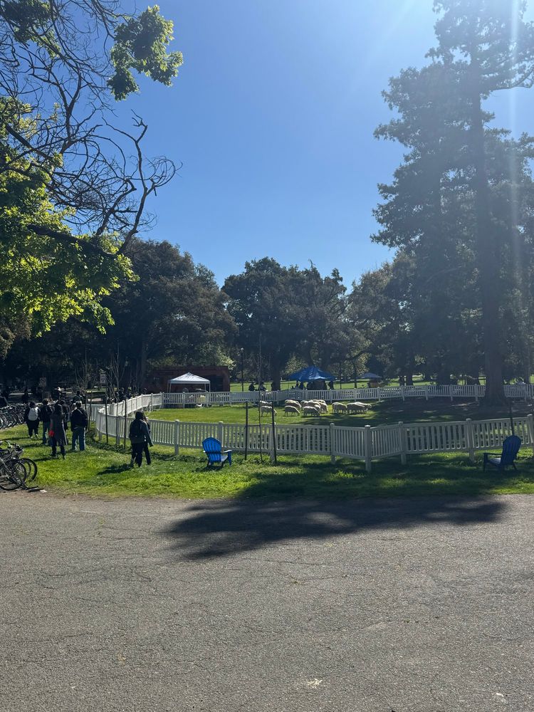 A fenced area with grazing sheep on the grass in front of Wellman Hall at UC Davis 