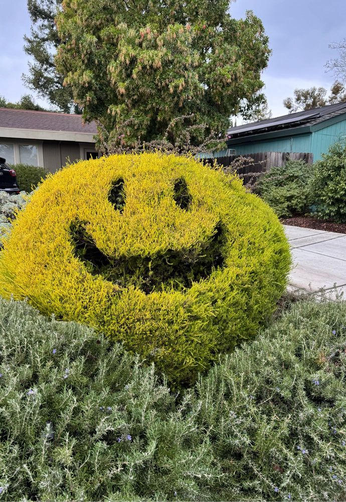 A shrub with yellow foliage with a distinct, large smiley face carved into the middle 