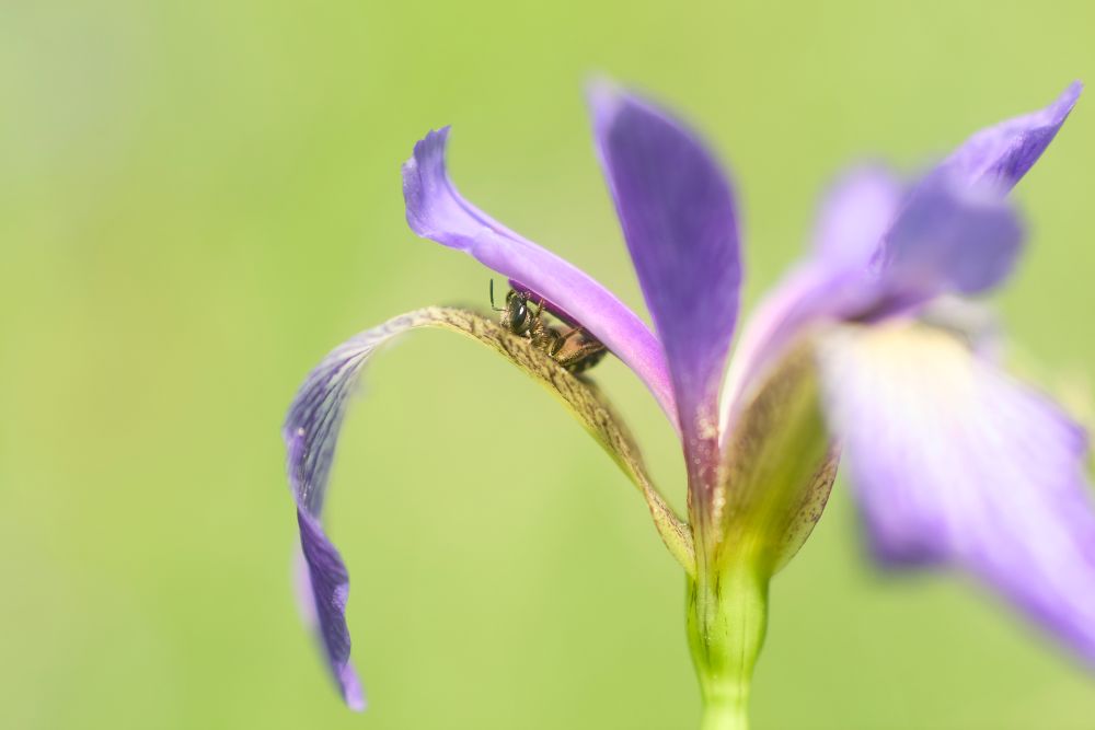 A tiny sweat bee between the petals of a northern blue flag iris blossom. Only the bee and a portion of the flower are in focus, and the rest is gauzy. There is no caption on the photograph; as life online becomes ever noisier, with people competing constantly for your attention and algorithms rewarding the loudest and most insistent voices, I find myself not wanting to say anything verbally here. Just a photo and that's all.