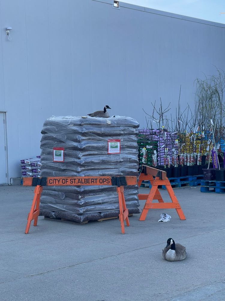 2 Canadian geese in a parking lot, 1 on a pallet of garden supplies, the other keeping guard from the sidewalk. 
