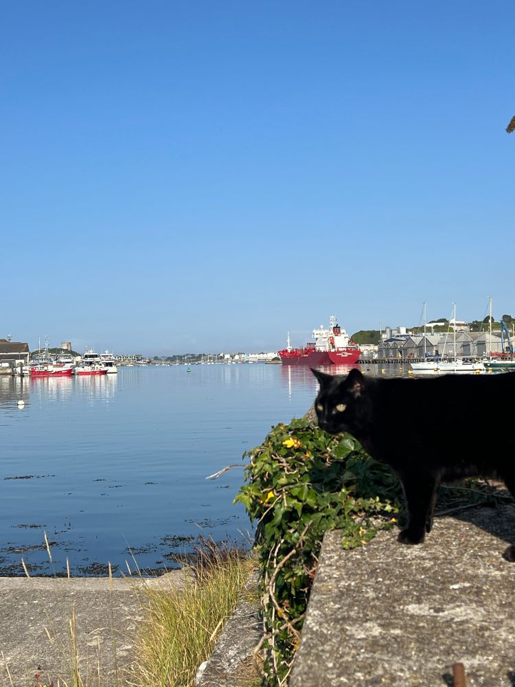 Black cat on a wall by a harbour 