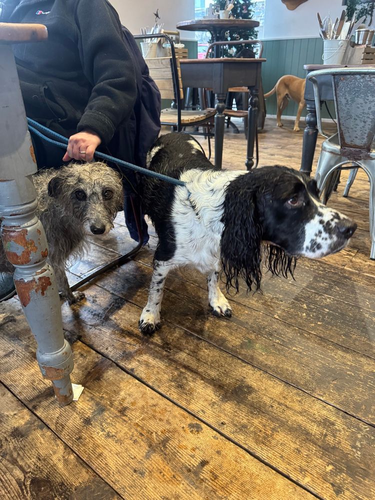 Grey Bedlington-Lurcher mix under a table