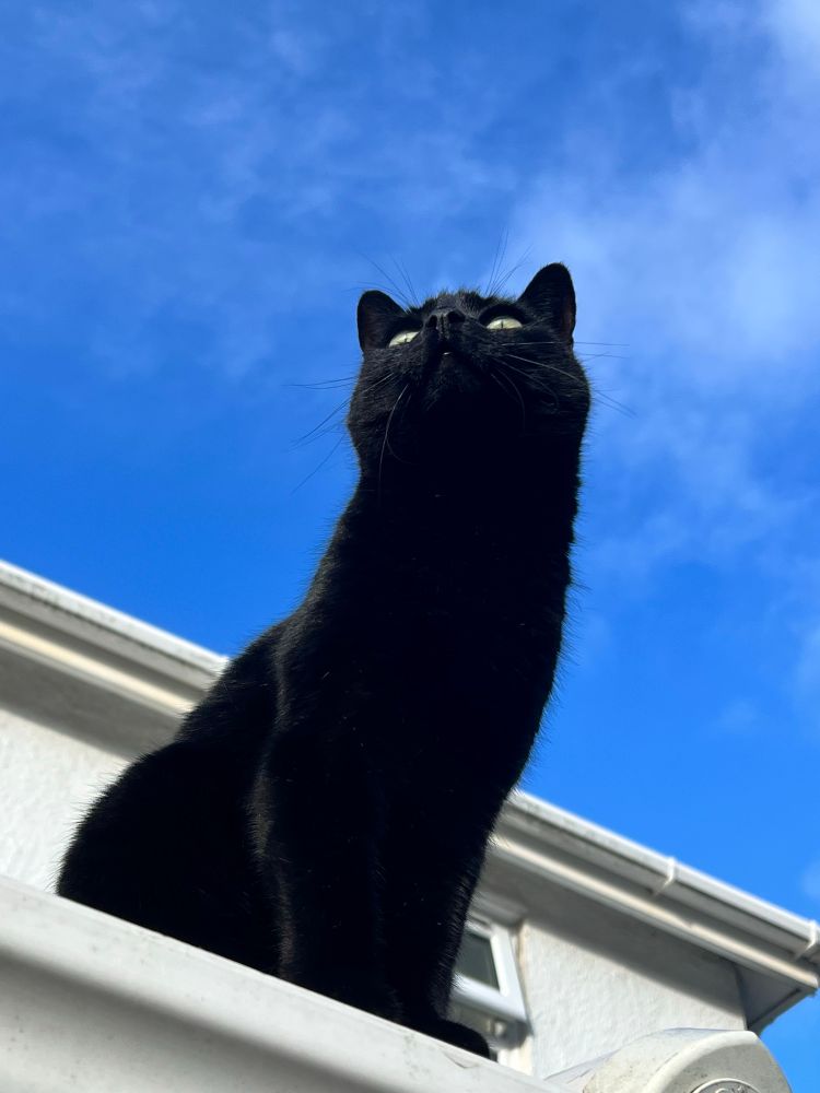 Black cat on a white roof, shot from below 