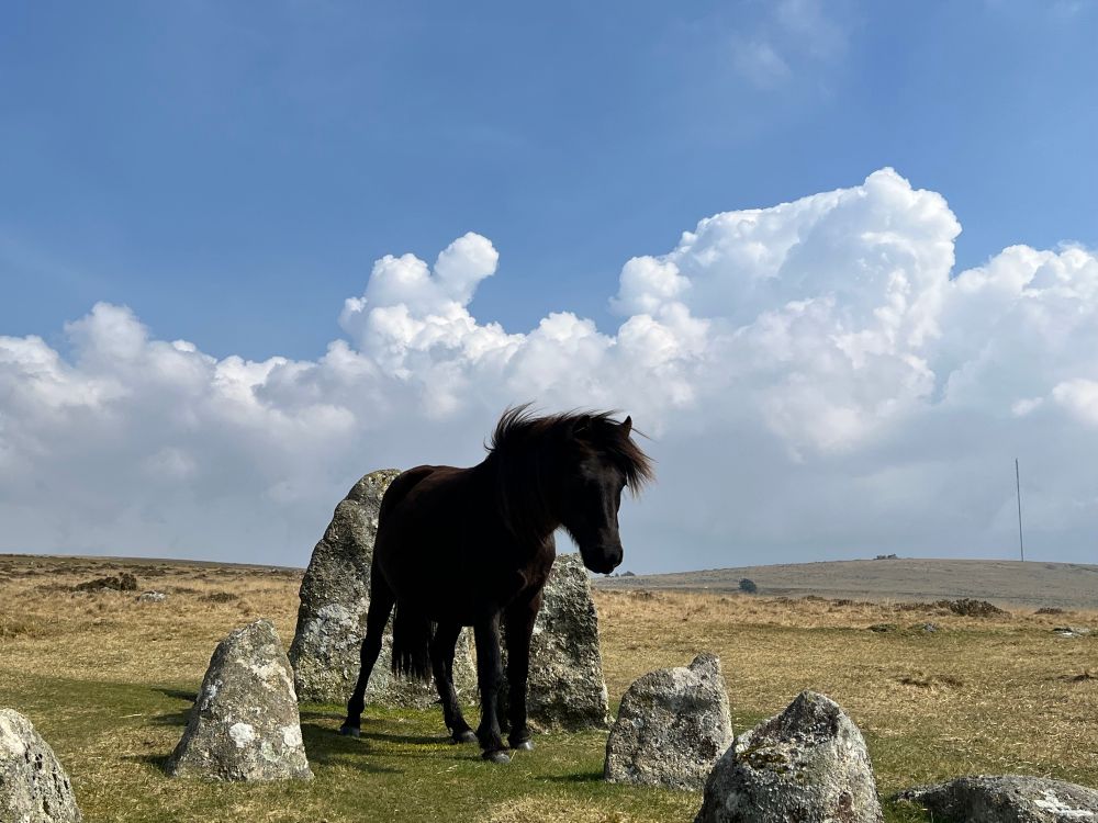 Black pony standing between 2 prehistoric stone rows