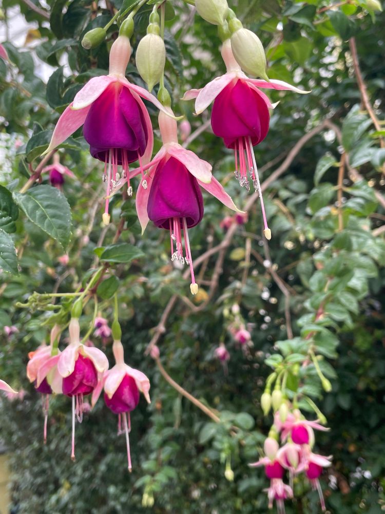 Several clusters of fuchsia flowers on a big ol bush - they look like ballerinas 