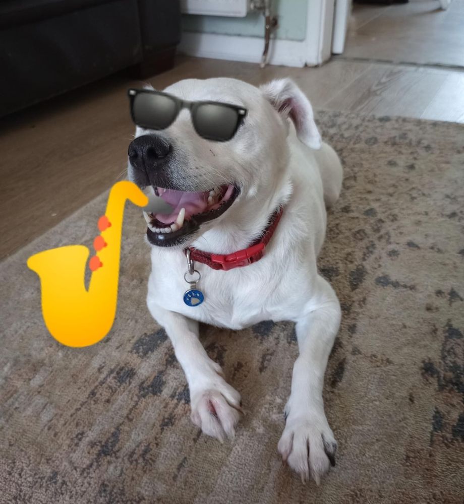 Photo of a dog lying on the ground, with emoji sunglasses covering her eyes and an emoji saxophone placed so it looks like she's playing it