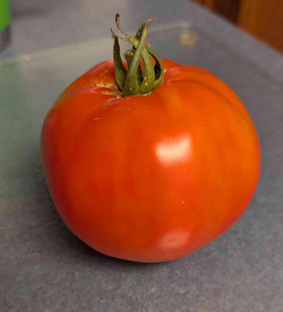 a beautiful big ripe red tomato on a blue counter.