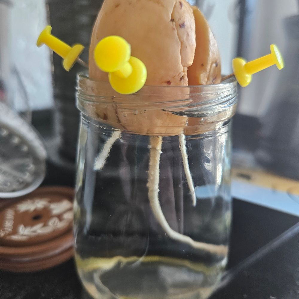 An avocado pit supported by thumbtacks in a 4oz jar of water. The pit has grown three roots