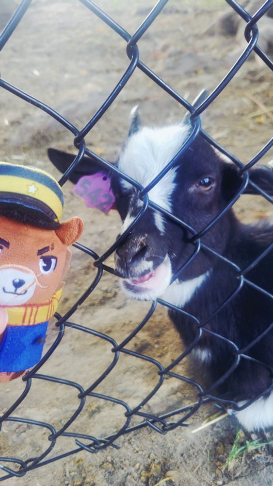 Sugimoto with a baby goat