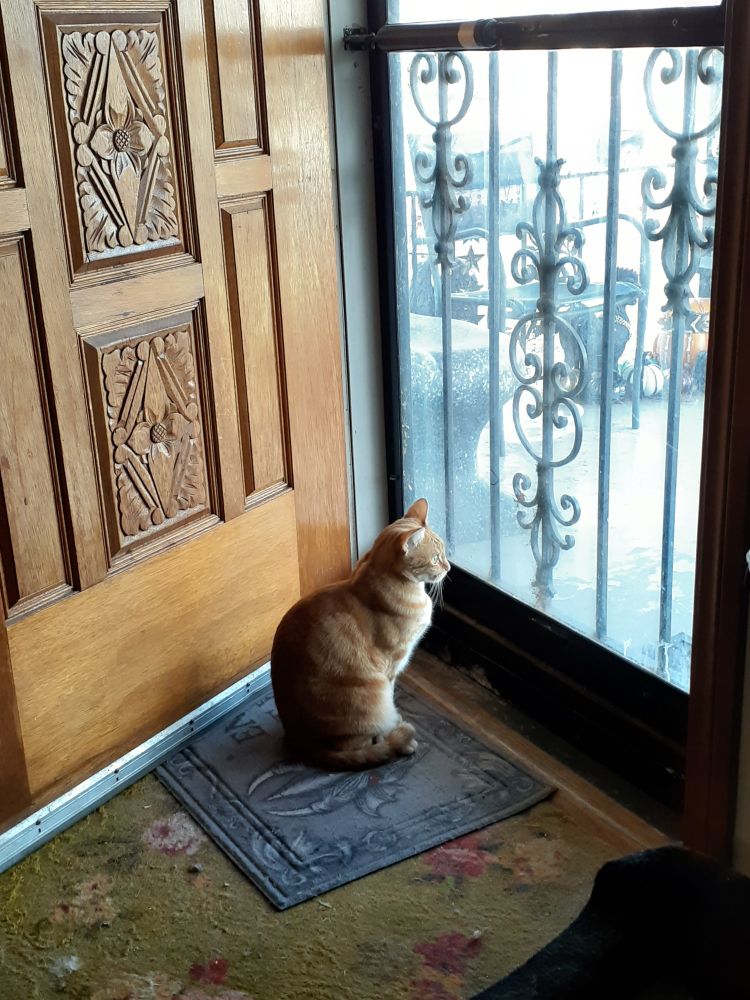 orange tabby cat sitting in an open door looking out the storm door with great focus