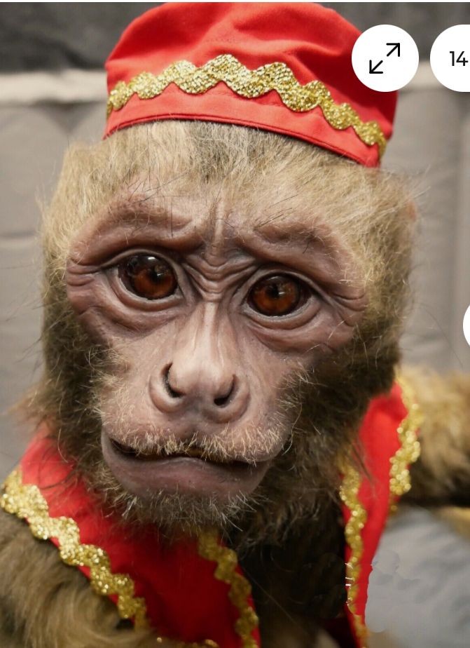Organ grinder monkey with cap