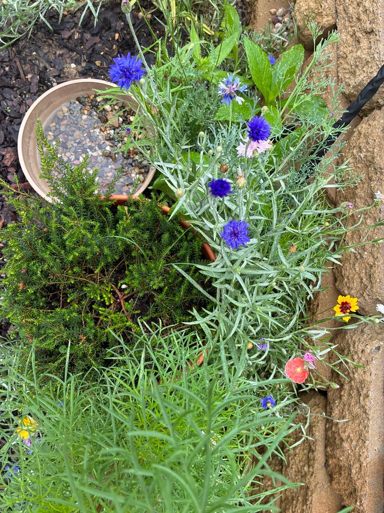 Patch of purple yellow orange and pink wildflowers with evergreen plant and rocks/pebbles in a pot as a pollinator watering station