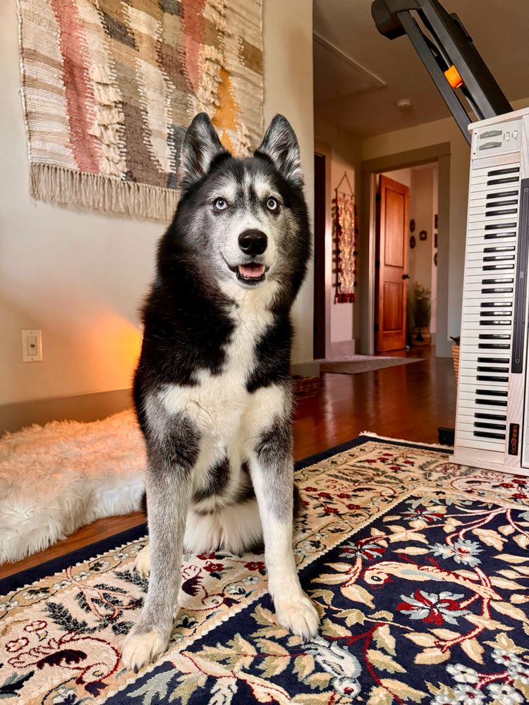 black and white husky dog lookin cute 