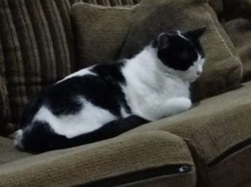 Gatinha frajola deitada no sofá. Ela cochila, muito fofa.