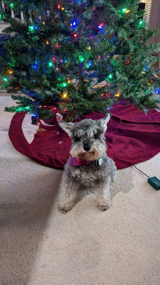 Miniature Schnauzer sitting under a Christmas tree with multi colored lights.