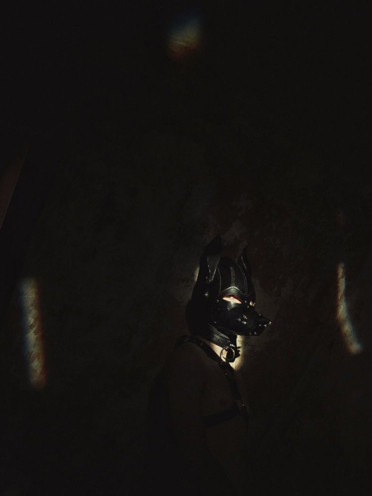 A person wearing a leather pup hood stands against a bare wall, in a dimly lit room. The hood is illuminated by reflected sunlight and flanked by strips of subtly coloured light, similar to sun dogs.