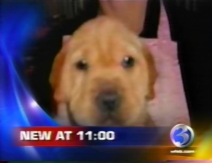 The image shows a blurry close-up of a golden retriever puppy’s face, with soft golden fur and round, expressive eyes, exuding an adorable and innocent look. The background is dark and indistinct, but it appears that someone is holding the puppy, with a light pink tote bag visible behind it, creating a soft contrast to the puppy’s warm fur. The scene is overlaid with vibrant TV news graphics in blue, red, and yellow hues, adding a dynamic feel. At the bottom, bold text reads "NEW AT 11:00," accompanied by the logo of a television station featuring the number 3 and the station's website, suggesting the puppy might be part of an upcoming news segment.