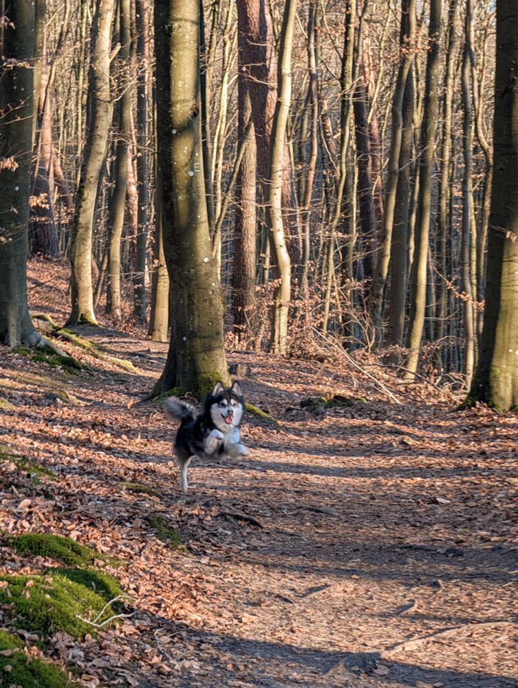 Um cachorro correndo feliz na floresta