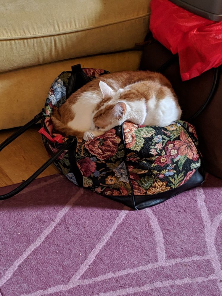 A ginger and white cat is curled up on top of a small holdall. The holdall is made of brocade fabric, with pink and yellow flowers and green leaves on a black background.

The foreground is a dark pink rug with lighter pink stripes, and the background is a yellow velvet-looking sofa 