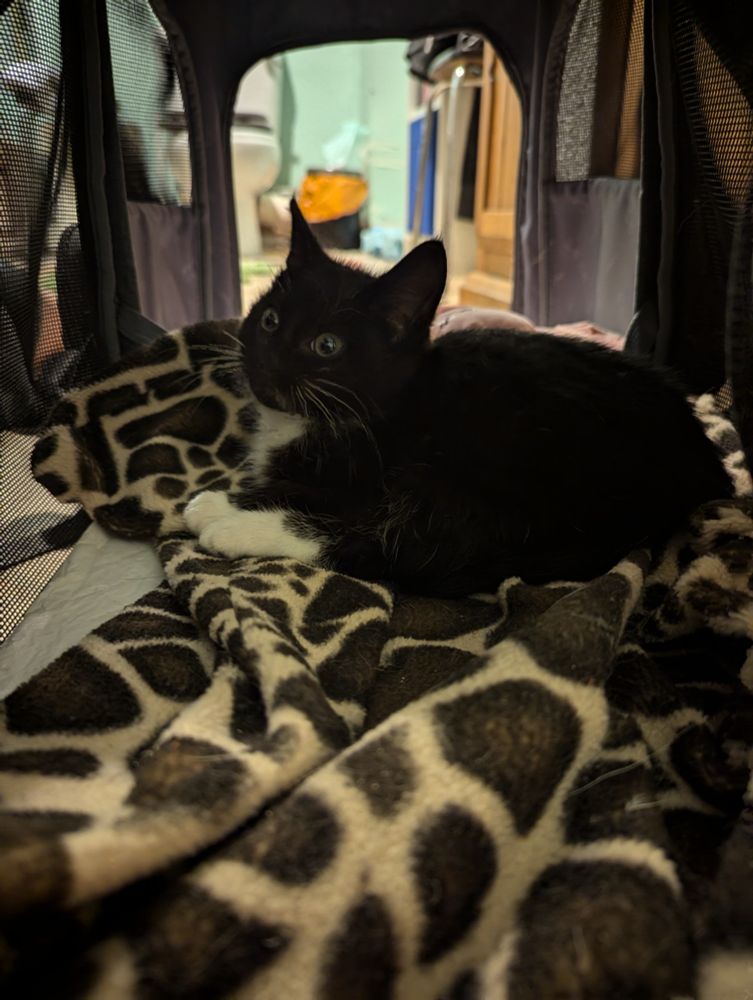 A small black kitten with a white bib and gloves lies on a giraffe patterned fleece inside a dark tunnel. He is looking up and to the left of the picture. Through the far end of the tunnel can be seen a toilet and rubbish bin.