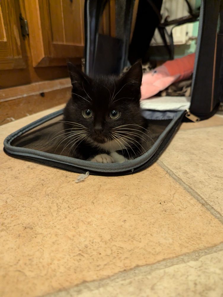 A small black kitten with white whiskers, front paws and bib is crouched on the unzipped mesh front flap of a travel carrier. He's looking slightly to the left of the picture.

Behind him, slightly out of focus, a pink stuffed toy is in the travel carrier.