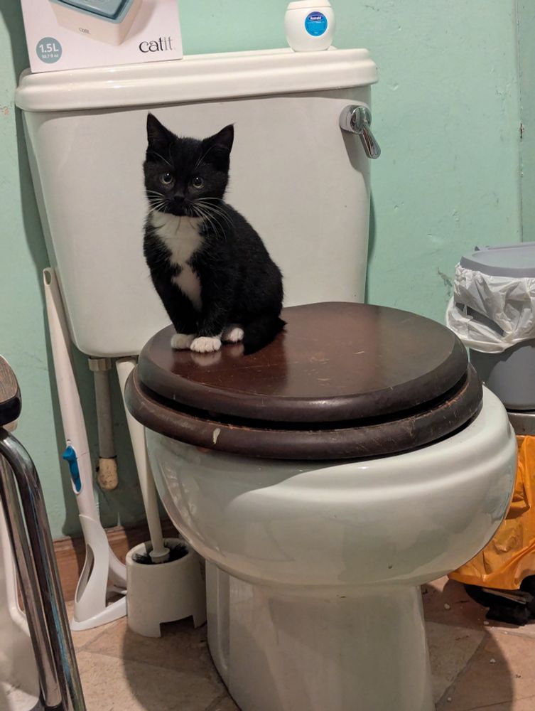A tuxedo kitten with white gloves and spats sits on top of a dark wooden toilet seat looking directly at the camera