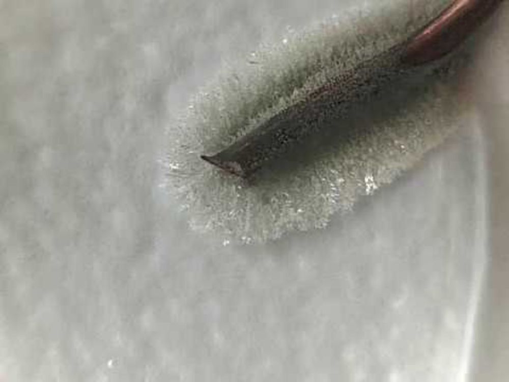 Silver nitrate reacting with copper wire