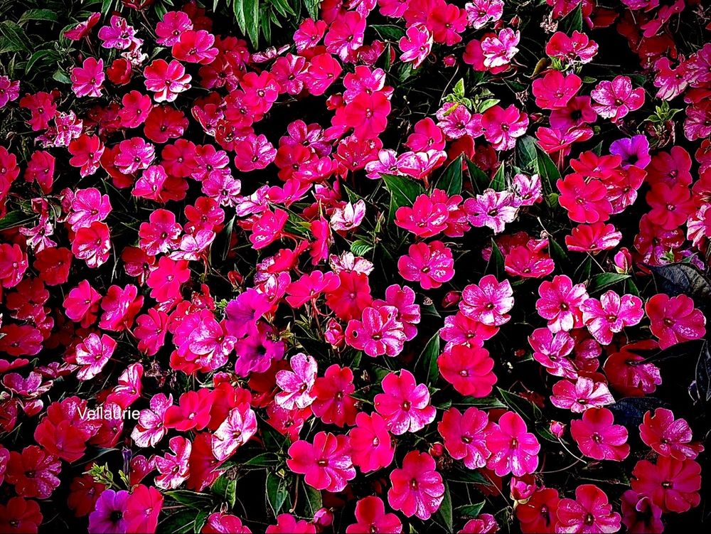 Happy New Week🕊️😇
