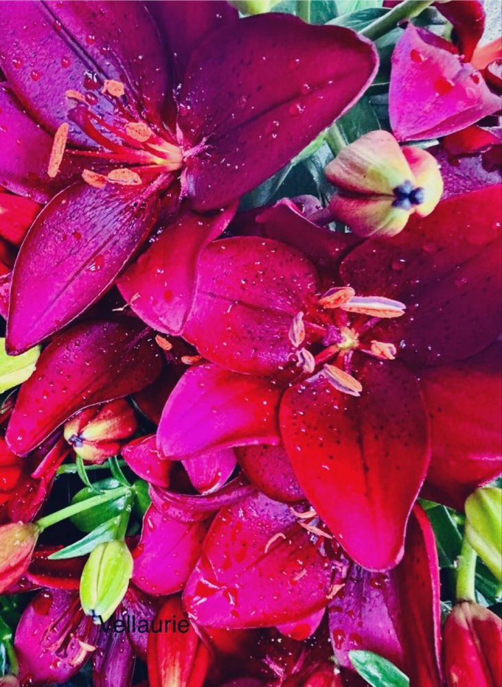 Theme: #magentamonday #photography #lifequotes