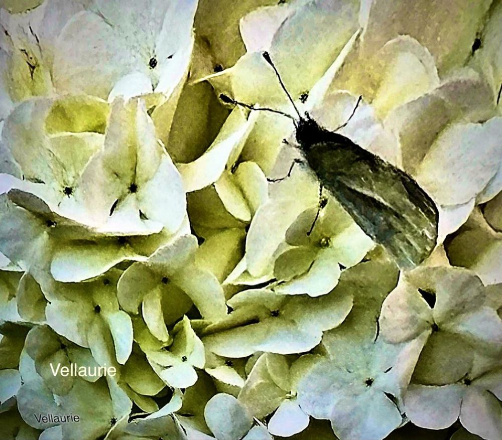 #InsectThursday 