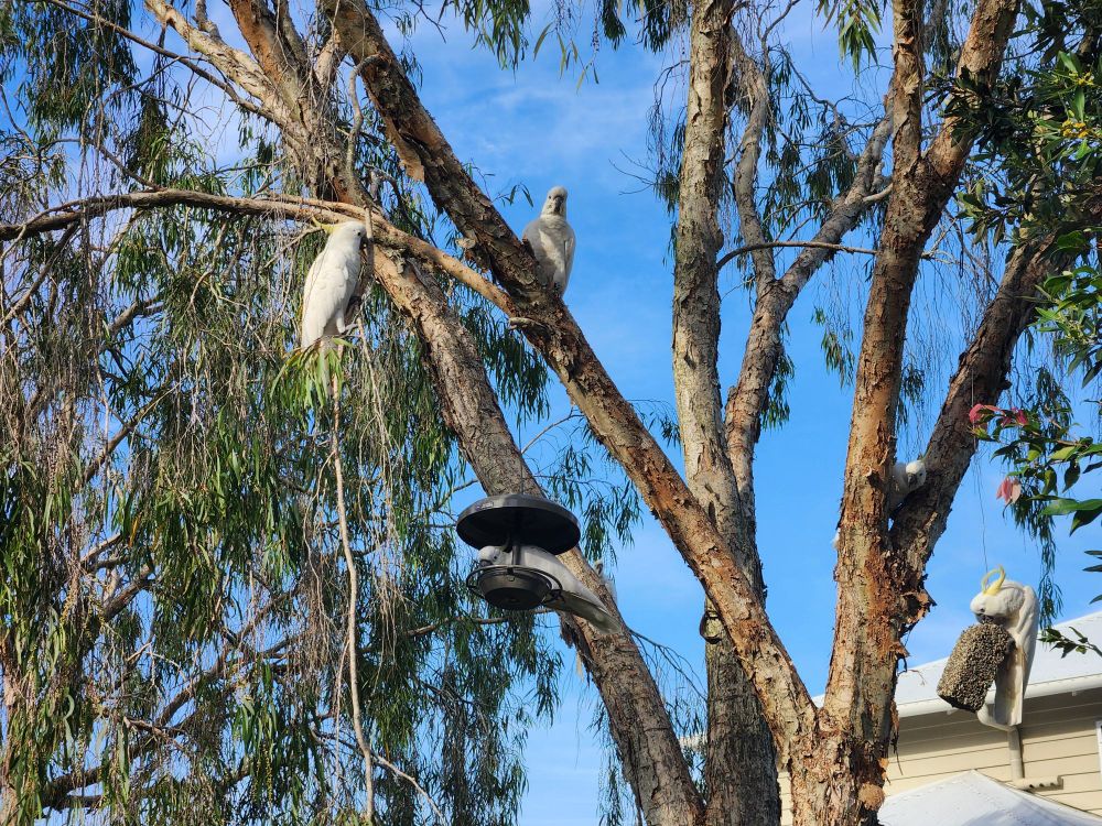 A treeful of cockatoos 