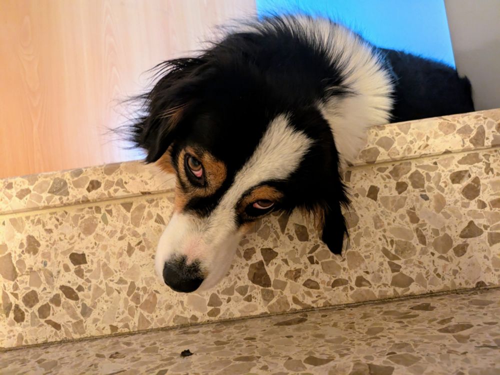 Ein Foto von einem liegenden Hund. Er ist dreifarbig, weiß schwarz gelbbraun gescheckt und hat mittellange Haare und Schlappohren. Der Hund liegt am oberen Ende einer Treppe und lässt den Kopf über die Stufe herunter hängen. Er sieht etwas beleidigt und müde aus. 