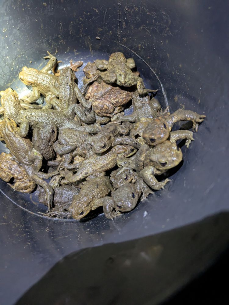 In einem schwarzen Plastikeimer sitzen ca. 25 Erdkröten und krabbeln über- und aufeinander. Ein besonderers großes Weibchen versucht beharrlich, den Rand hoch zu klettern. 