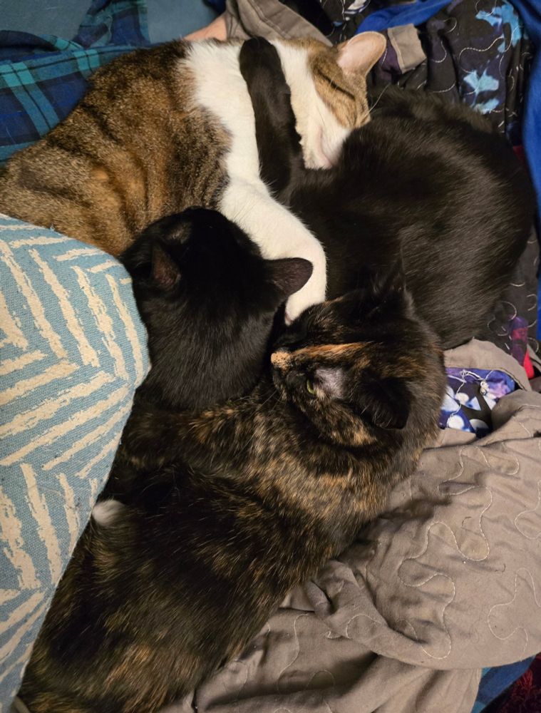 A small tortie, a 20 lb black cat, and a 27 lb tabby snuggled in a tight, tangled pile.
