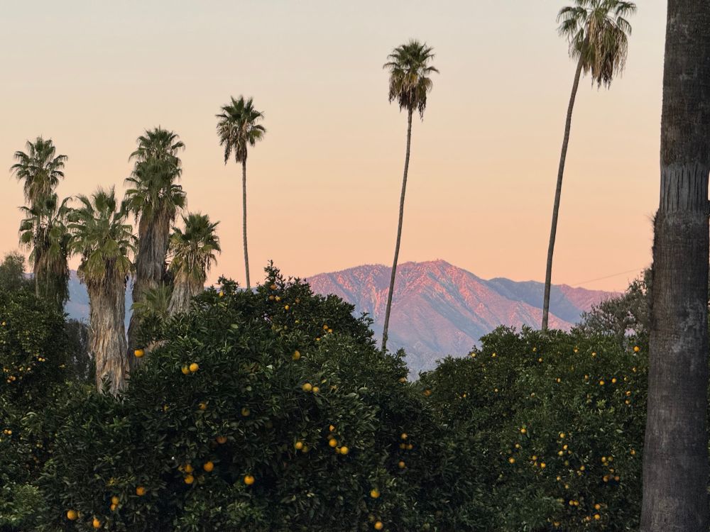 Purple mountain behind an orange grove and palm trees. 