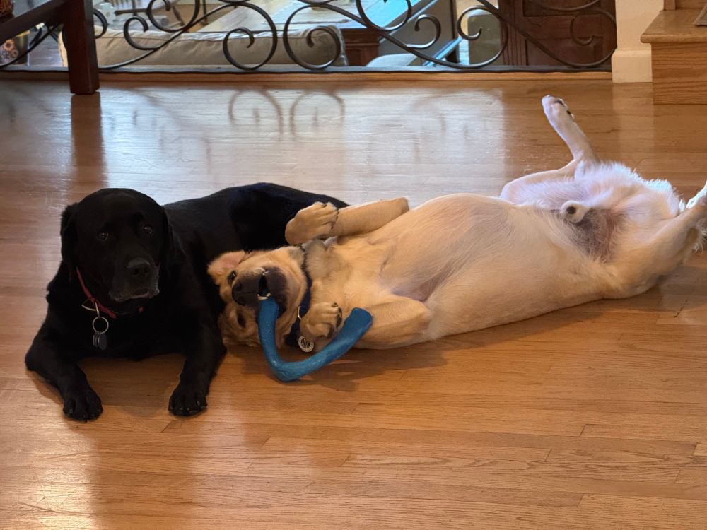 Young yellow lab tucked under old black lab 