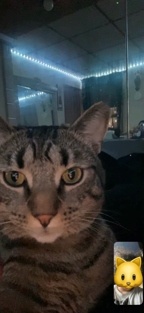 Facetime call showing a tabby cat staring at the camera. My face is censored with a cat emoji for privacy.