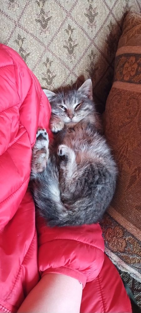 A small gray tabby kitten is curled up and sleeping peacefully on a red jacket, with a patterned couch and cushions in the background.