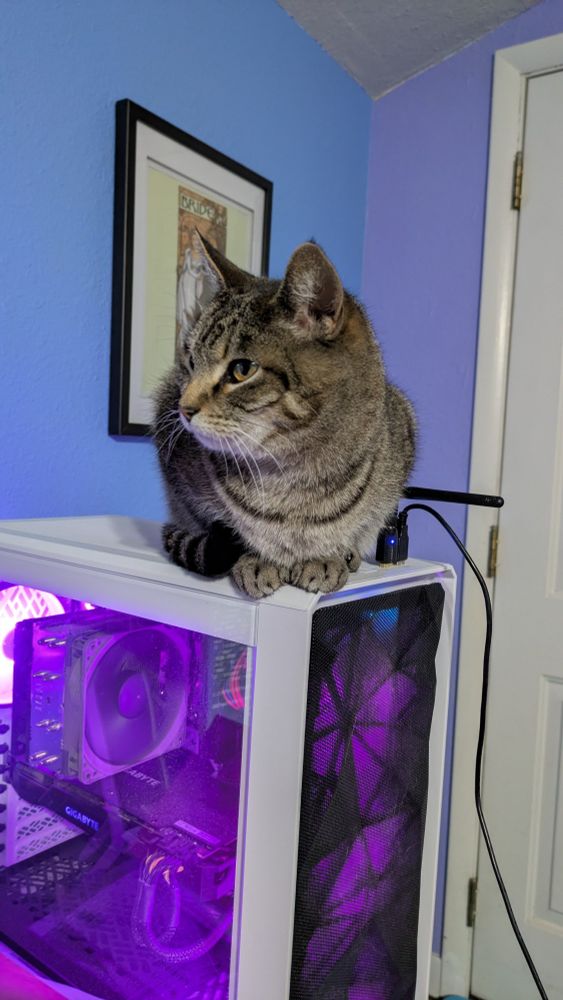 Tabby cat looking to the left. On top of a computer 