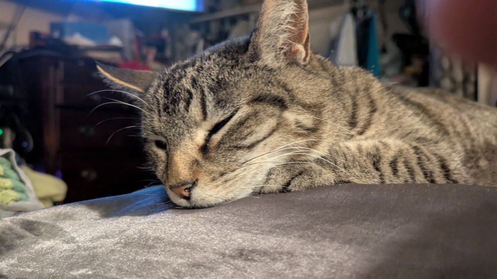 Sleeping brown tabby