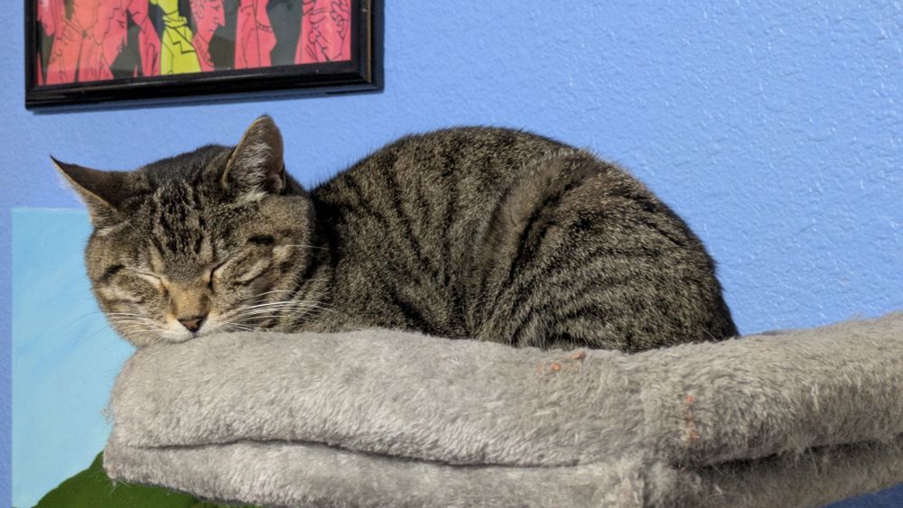 A brown tabby cat, eyes shut tight against the reality of it being a Monday 