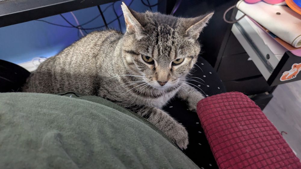 Angry tabby cat sits in a lap